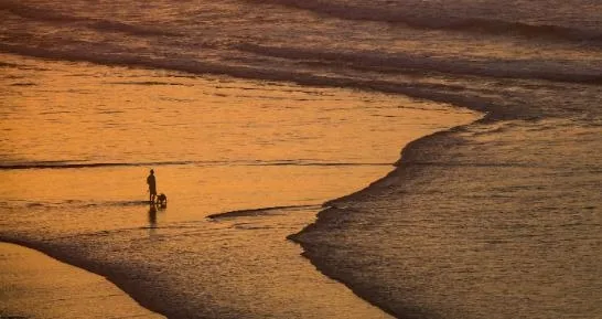 ������ֽpro(��ֽ��������)