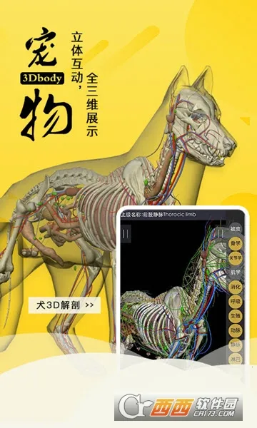 3dbody������������